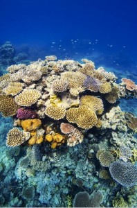 Great-Barrier-Reef-46600.jpg